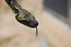 madagaskar6013