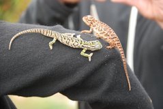 madagaskar6015