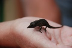 madagaskar6019