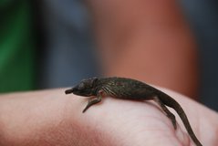 madagaskar6020