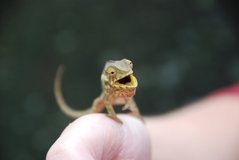 madagaskar6023