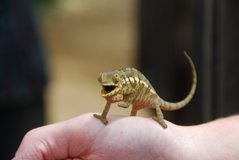 madagaskar6025