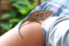 madagaskar6026