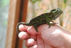 madagaskar6027