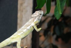 madagaskar6028