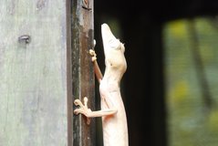 madagaskar6034