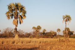 malawi2119