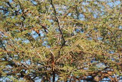 malawi2121