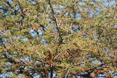 malawi2121