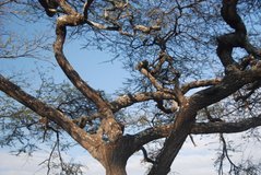 malawi2144