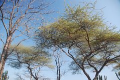 malawi2155