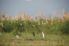 malawi3018