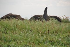 malawi3052