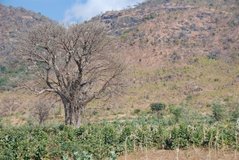 malawi3071