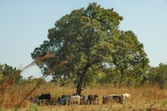 mali2061