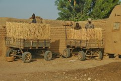 mali2115