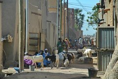 mali3064