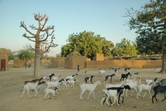 mali4040