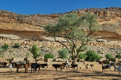 mali4046