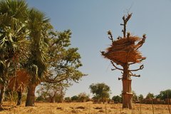 mali4084