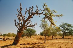 mali4087
