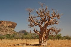 mali4090