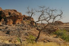 mali4222