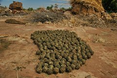 mali4373