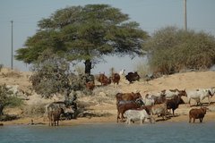 mali5083