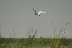 mali5089