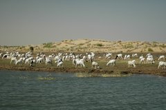 mali5091