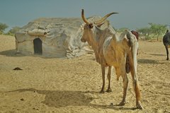 mali5105