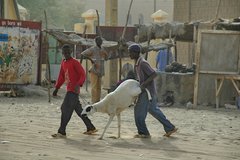mali6019