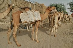 mali6115