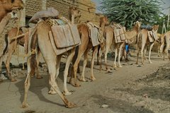 mali6117