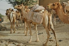 mali6132