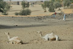 mali6147