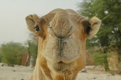 mali6228