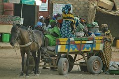 mali7146