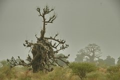 mali8007