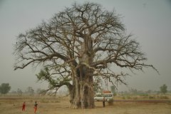 mali8008