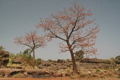 mali8067