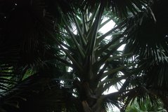 mauritius2730