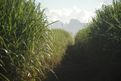 mauritius6024