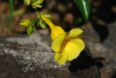 mauritius6040