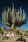 mexico2332