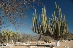 mexico2333