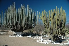 mexico2335