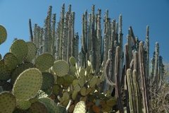 mexico2337