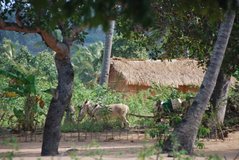 mozambique2031